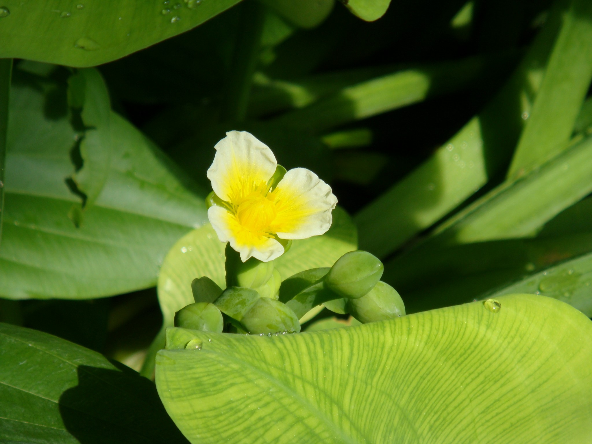 Afrika qabilalarining yalangoch qizlari